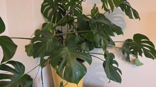 &Uuml;ppige, kr&auml;ftig gr&uuml;ne Monstera-Pflanze mit gro&szlig;en, gefensterten Bl&auml;ttern, an einem Gitter hochgebunden in einem gelben &Uuml;